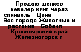 Продаю щенков кавалер кинг чарлз спаниель › Цена ­ 40 000 - Все города Животные и растения » Собаки   . Красноярский край,Железногорск г.